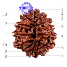 Load image into Gallery viewer, 13 Mukhi Nepalese Rudraksha - Bead No. 193