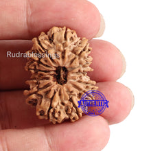 Load image into Gallery viewer, 13 Mukhi Nepalese Rudraksha - Bead No. 65