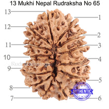 Load image into Gallery viewer, 13 Mukhi Nepalese Rudraksha - Bead No. 65