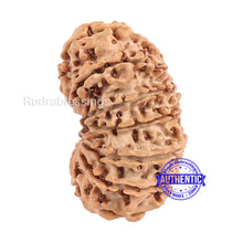 Load image into Gallery viewer, 13 Mukhi Nepalese Rudraksha - Bead No. 65