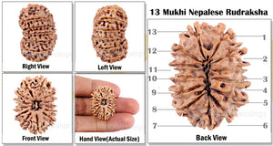13 mukhi Nepalese Rudraksha - Bead No. 25
