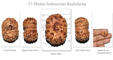 Load image into Gallery viewer, 13 Mukhi Indonesian Rudraksha - Bead No. 144