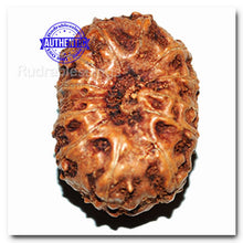 Load image into Gallery viewer, 13 Mukhi Indonesian Rudraksha - Bead No. 144