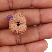 Load image into Gallery viewer, 13 Mukhi Indonesian Rudraksha - Bead No. 172