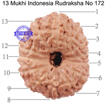 Load image into Gallery viewer, 13 Mukhi Indonesian Rudraksha - Bead No. 172
