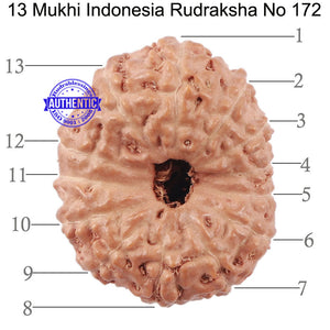 13 Mukhi Indonesian Rudraksha - Bead No. 172