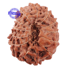 Load image into Gallery viewer, 13 Mukhi Indonesian Rudraksha - Bead No. 173