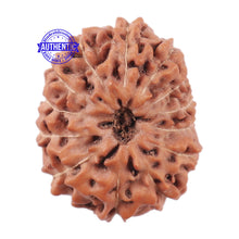 Load image into Gallery viewer, 13 Mukhi Indonesian Rudraksha - Bead No. 173