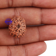 Load image into Gallery viewer, 13 Mukhi Indonesian Rudraksha - Bead No. 173