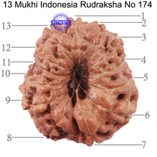 Load image into Gallery viewer, 13 Mukhi Indonesian Rudraksha - Bead No. 174