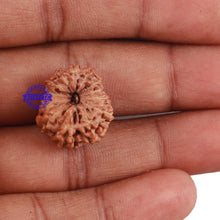 Load image into Gallery viewer, 13 Mukhi Indonesian Rudraksha - Bead No. 174