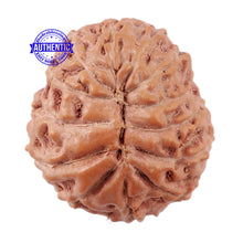 Load image into Gallery viewer, 13 Mukhi Indonesian Rudraksha - Bead No. 176