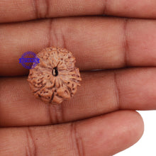 Load image into Gallery viewer, 13 Mukhi Indonesian Rudraksha - Bead No. 176