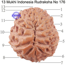 Load image into Gallery viewer, 13 Mukhi Indonesian Rudraksha - Bead No. 176