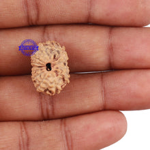 Load image into Gallery viewer, 13 Mukhi Indonesian Rudraksha - Bead No. 177