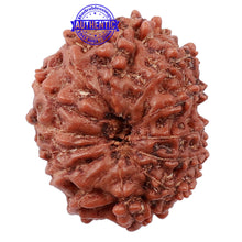 Load image into Gallery viewer, 13 Mukhi Indonesian Rudraksha - Bead No. 140