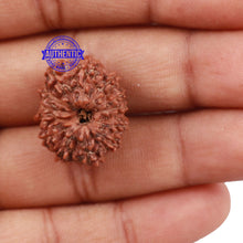 Load image into Gallery viewer, 13 Mukhi Indonesian Rudraksha - Bead No. 140