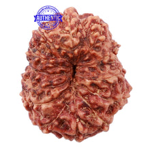 Load image into Gallery viewer, 13 Mukhi Indonesian Rudraksha - Bead No. 141