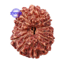Load image into Gallery viewer, 13 Mukhi Indonesian Rudraksha - Bead No. 141