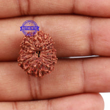 Load image into Gallery viewer, 13 Mukhi Indonesian Rudraksha - Bead No. 141