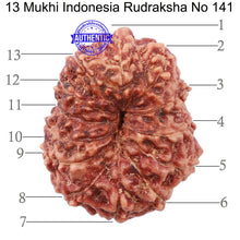 Load image into Gallery viewer, 13 Mukhi Indonesian Rudraksha - Bead No. 141