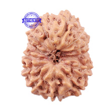 Load image into Gallery viewer, 13 Mukhi Indonesian Rudraksha - Bead No. 145