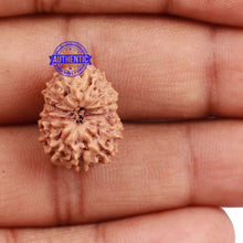 Load image into Gallery viewer, 13 Mukhi Indonesian Rudraksha - Bead No. 145