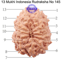 Load image into Gallery viewer, 13 Mukhi Indonesian Rudraksha - Bead No. 145