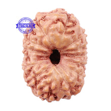 Load image into Gallery viewer, 13 Mukhi Indonesian Rudraksha - Bead No. 146