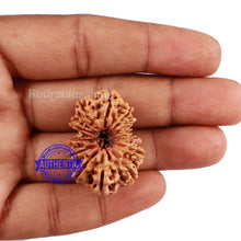 Load image into Gallery viewer, 13 Mukhi Nepalese Rudraksha - Bead No 104