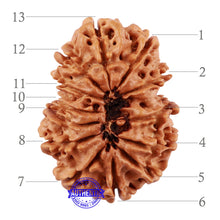 Load image into Gallery viewer, 13 Mukhi Nepalese Rudraksha - Bead No 104