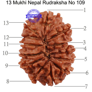 13 Mukhi Nepalese Rudraksha - Bead No. 109