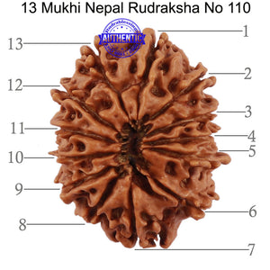 13 Mukhi Nepalese Rudraksha - Bead No. 110