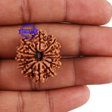 Load image into Gallery viewer, 13 Mukhi Nepalese Rudraksha - Bead No 119