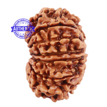 Load image into Gallery viewer, 13 Mukhi Nepalese Rudraksha - Bead No 119