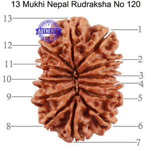 13 Mukhi Nepalese Rudraksha - Bead No. 120