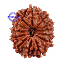 Load image into Gallery viewer, 13 Mukhi Nepalese Rudraksha - Bead No. 121