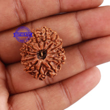 Load image into Gallery viewer, 13 Mukhi Nepalese Rudraksha - Bead No. 122
