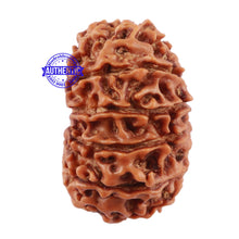 Load image into Gallery viewer, 13 Mukhi Nepalese Rudraksha - Bead No. 122