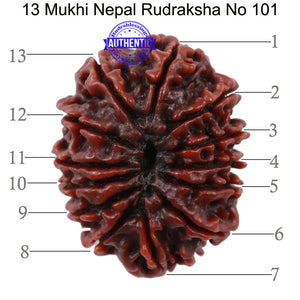 13 Mukhi Nepalese Rudraksha - Bead No. 101