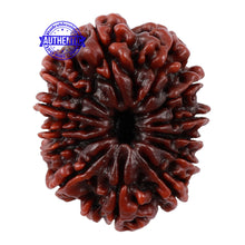 Load image into Gallery viewer, 13 Mukhi Nepalese Rudraksha - Bead No. 101