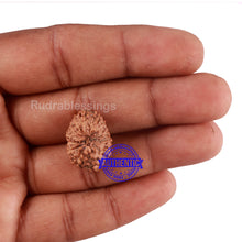 Load image into Gallery viewer, 13 Mukhi Indonesian Rudraksha - Bead No. 123