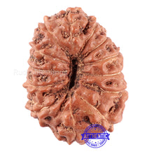 Load image into Gallery viewer, 13 Mukhi Indonesian Rudraksha - Bead No. 123