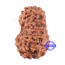 Load image into Gallery viewer, 13 Mukhi Indonesian Rudraksha - Bead No. 123
