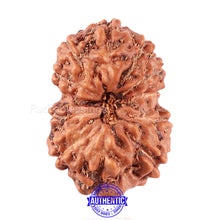 Load image into Gallery viewer, 11 Mukhi Indonesian Rudraksha - Bead No. 161