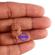 Load image into Gallery viewer, 11 Mukhi Indonesian Rudraksha - Bead No. 161