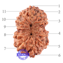 Load image into Gallery viewer, 11 Mukhi Indonesian Rudraksha - Bead No. 161