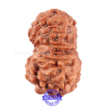 Load image into Gallery viewer, 11 Mukhi Indonesian Rudraksha - Bead No. 161