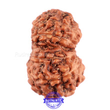 Load image into Gallery viewer, 11 Mukhi Indonesian Rudraksha - Bead No. 161