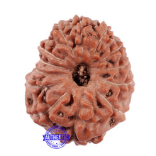 Load image into Gallery viewer, 13 Mukhi Indonesian Rudraksha - Bead No. 179